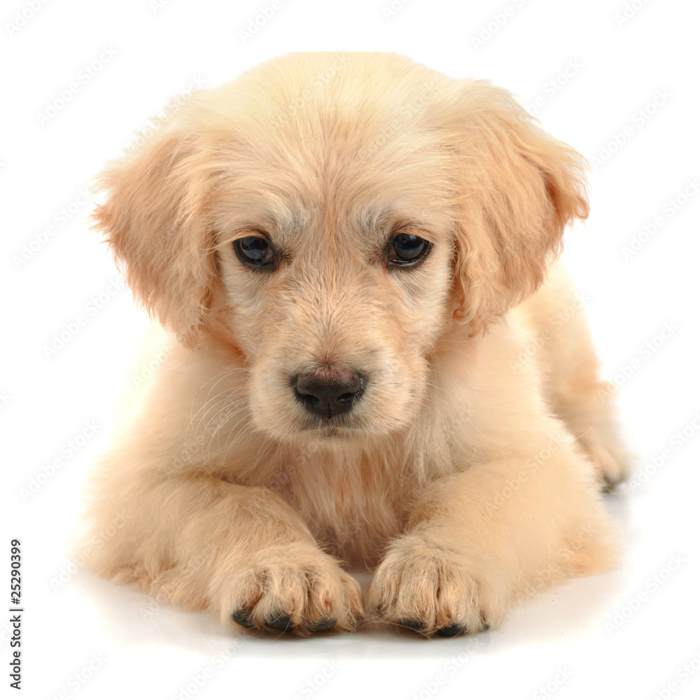 Golden retriever closeup