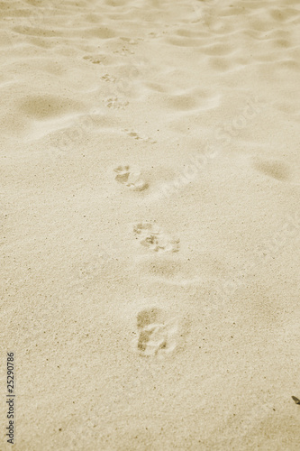 Background from sand. Desert. A beach