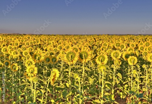 Plantacion de Girasoles