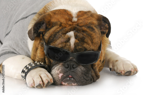 Fotografi cool looking dog