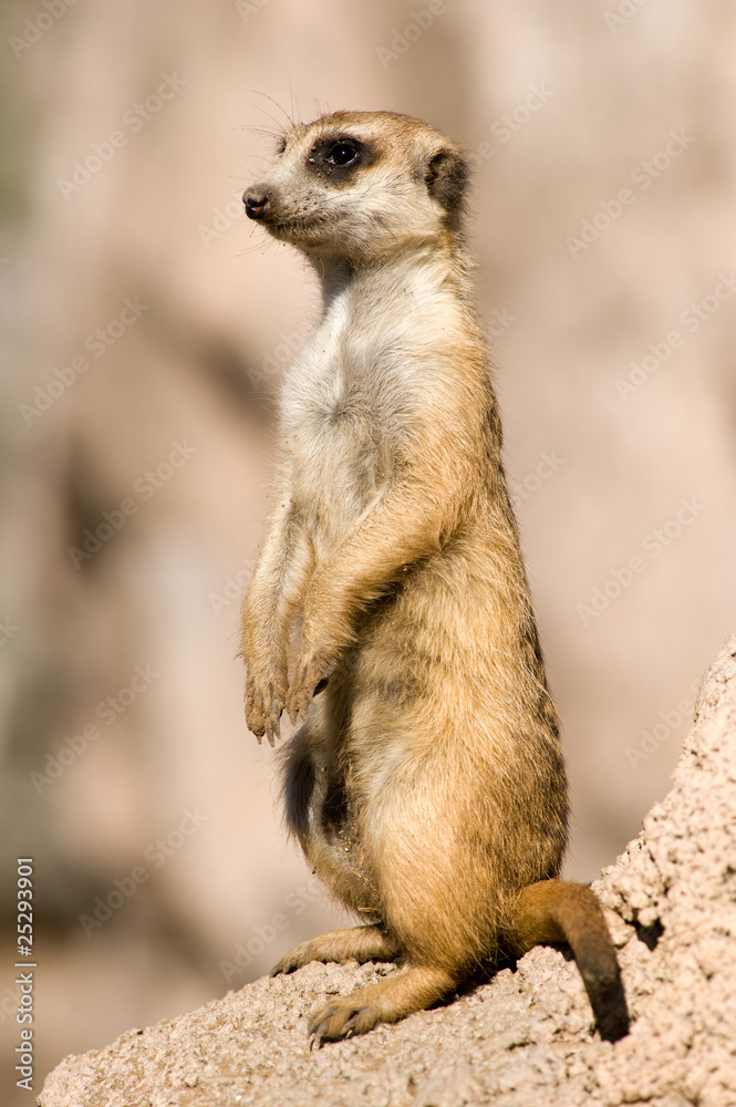 Suricate or meerkat standing in alert position. Suricate or meerkat standing in alert position.