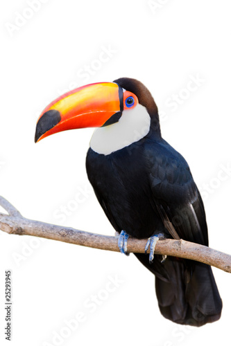 Toco Touca isolated on white