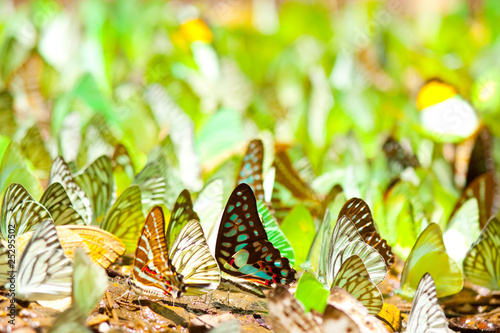 Colourful of wings