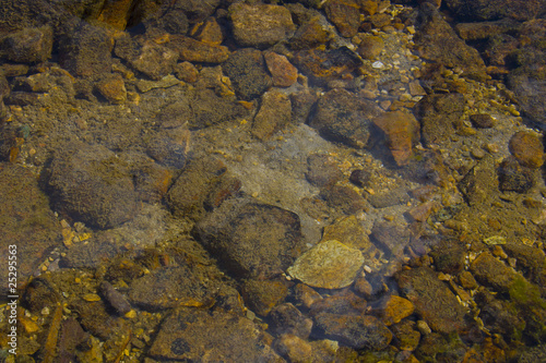 Foto Algal slurry at the top of a stagnant pond