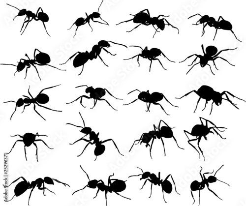 twenty ant silhouettes