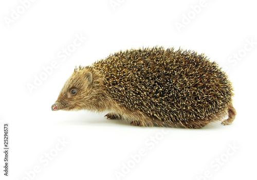 hedgehog © Pakhnyushchyy