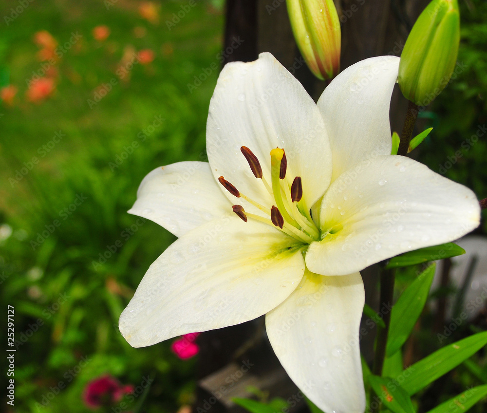 Obraz premium weisse Lilie im Garten