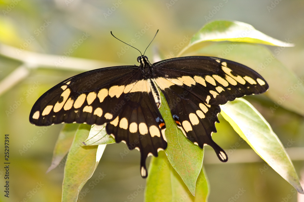 Fototapeta premium Giant Swallowtail - Heraclides cresphontes