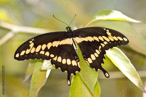 Giant Swallowtail - Heraclides cresphontes
