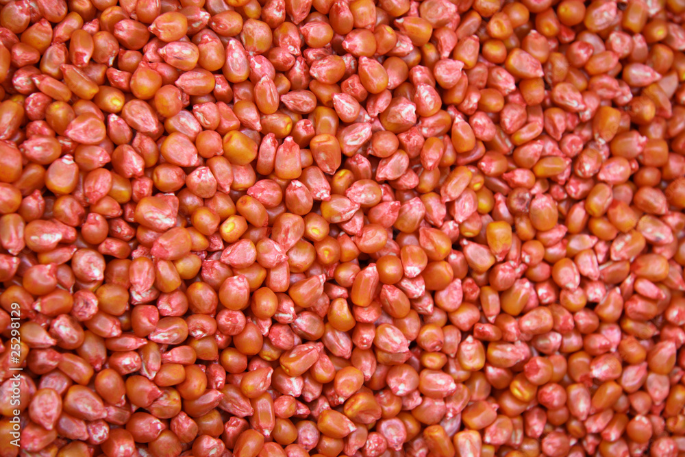 Corn Corn