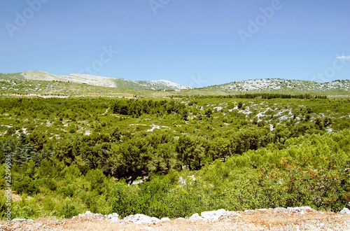 Blick vom Forêt de la Gardioles nach Norden photo