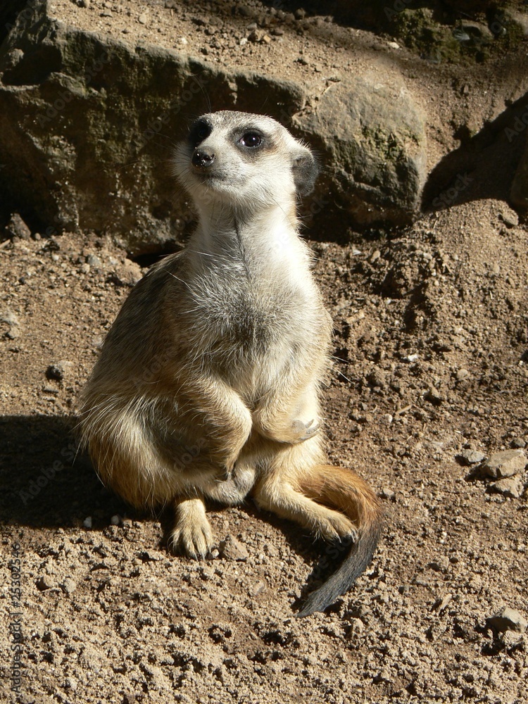 Fototapeta premium Wachendes Erdmännchen
