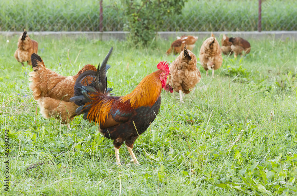 Fototapeta premium Rooster with flock