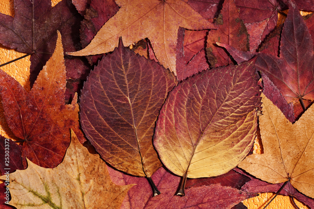 farbige Herbstblaetter farbige Herbstblaetter