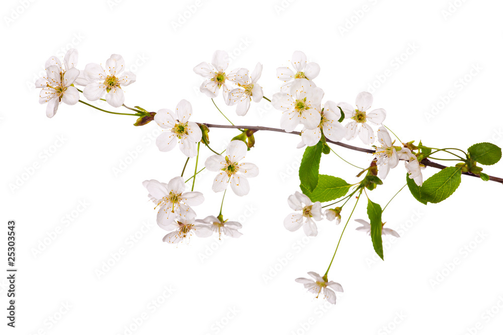 Obraz premium simple light cherry floral branch