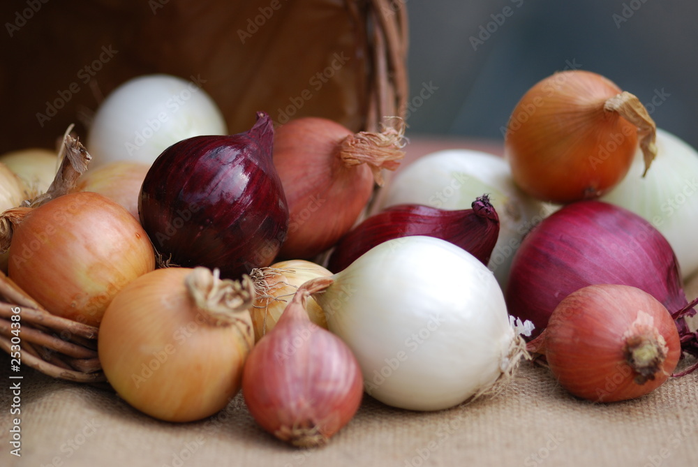 Zwiebelernte verschiedene Zwiebeln Allium Zwiebelernte verschiedene Zwiebeln Allium