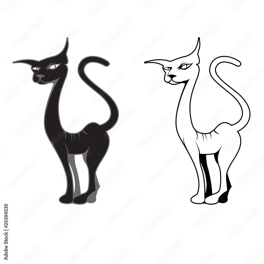 Black and white cat