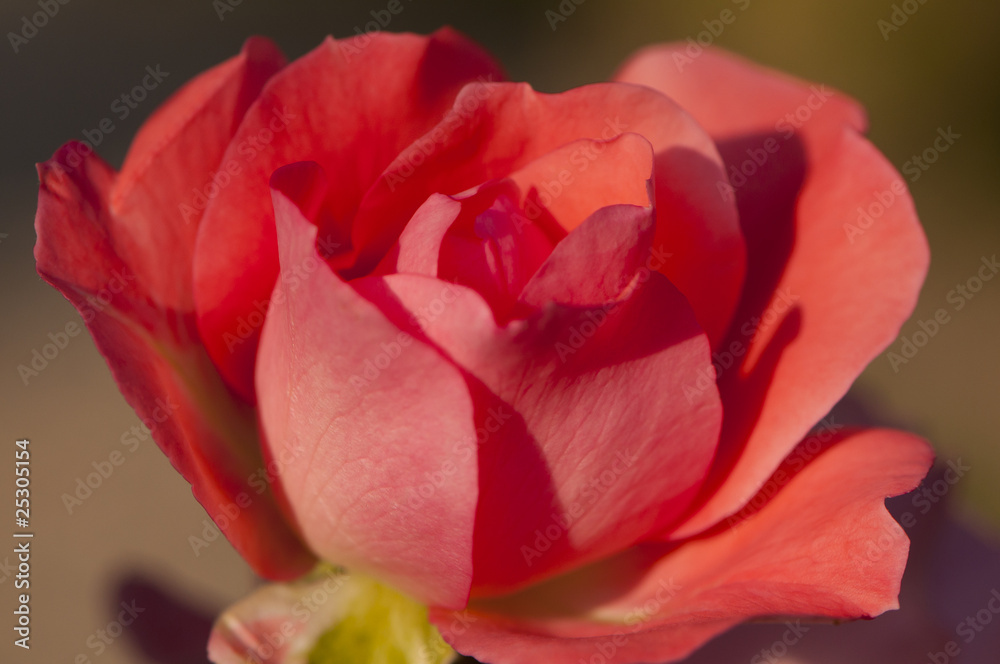 Rose du jardin Rose du jardin