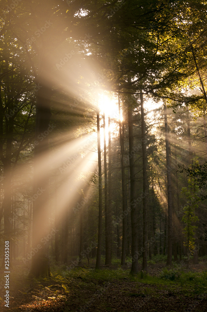 Rayons de soleil dans la brume matinale en forêt Rayons de soleil dans la brume matinale en forêt