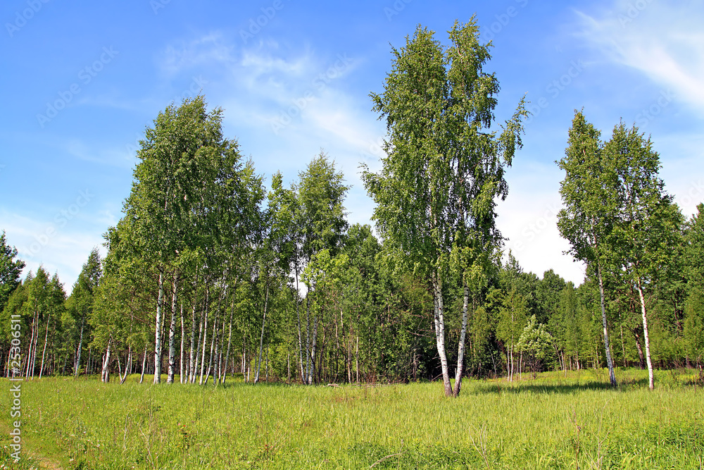 Fototapeta premium birch copse on summer field