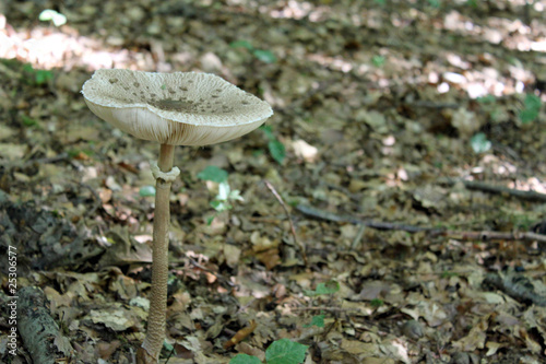 Parasol