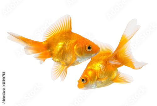 pair of goldfish