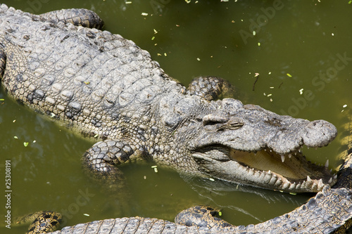 Crocodile