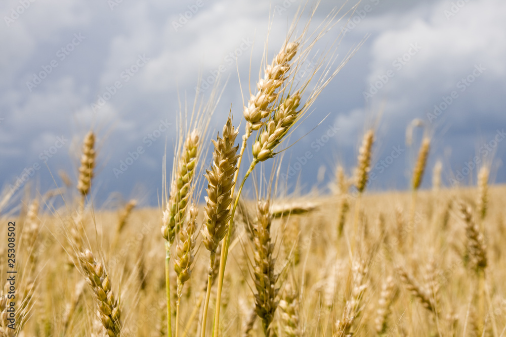 Wheat in sky background Wheat in sky background