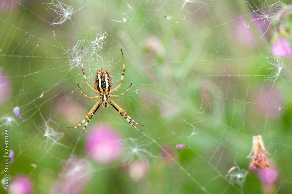argiope wasp spider argiope wasp spider