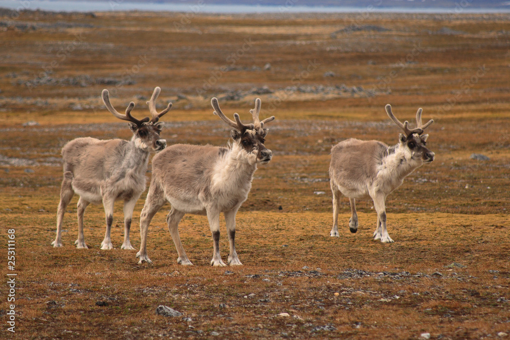 Three reindeers standing in tundra landscape, Spitsbergen