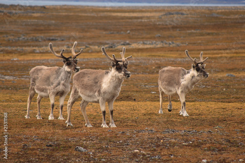 Obraz na płótnie Three reindeers standing in tundra landscape, Spitsbergen w salonie