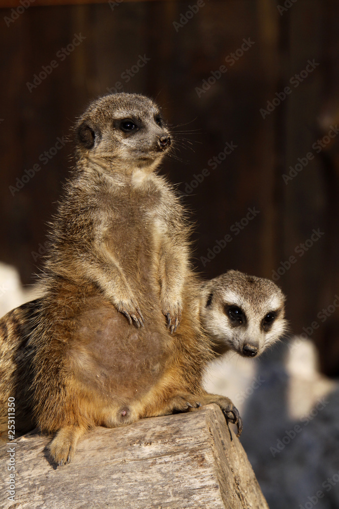 Erdmännchen Erdmännchen