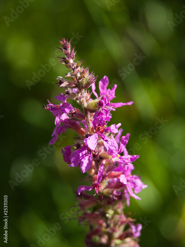 Zoom sur une fleur d orchis violet