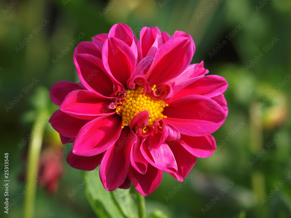 Fototapeta premium Chrysanthemum indicum