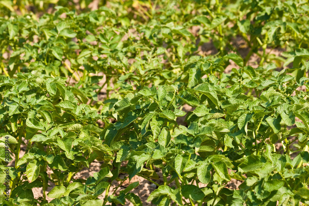 Kartoffelpflanzen auf einem Feld, Potato plants on a field Kartoffelpflanzen auf einem Feld, Potato plants on a field