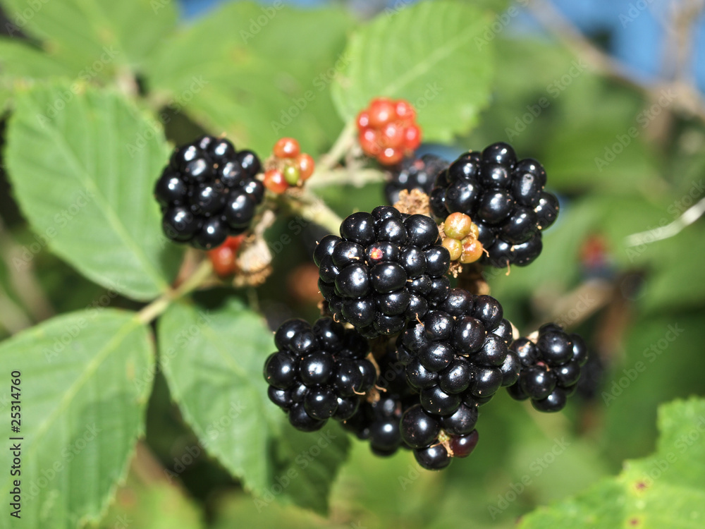 Brombeeren am Strauch Brombeeren am Strauch