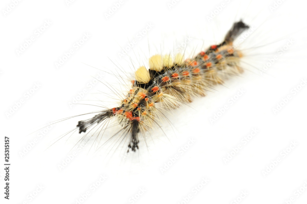 Raupe des Schlehen-Bürstenspinners