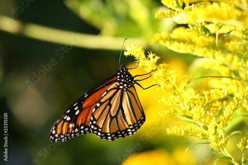 Monarch Butterfly -  Danaus plexippus © Ron Rowan