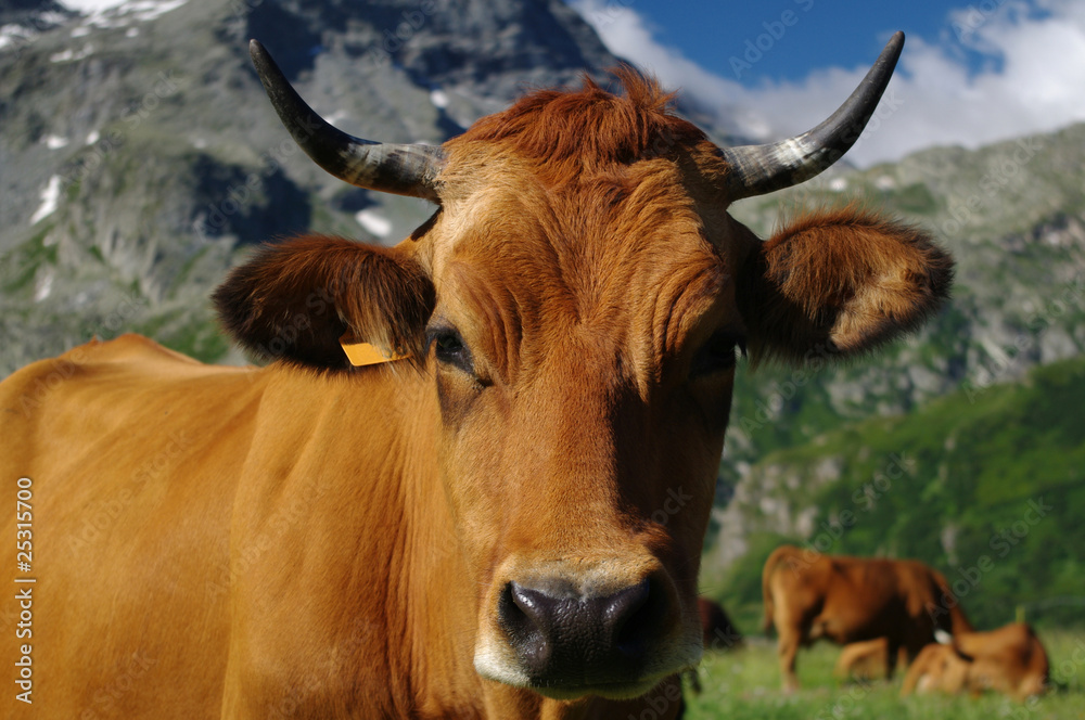 portrait de vache tarine portrait de vache tarine