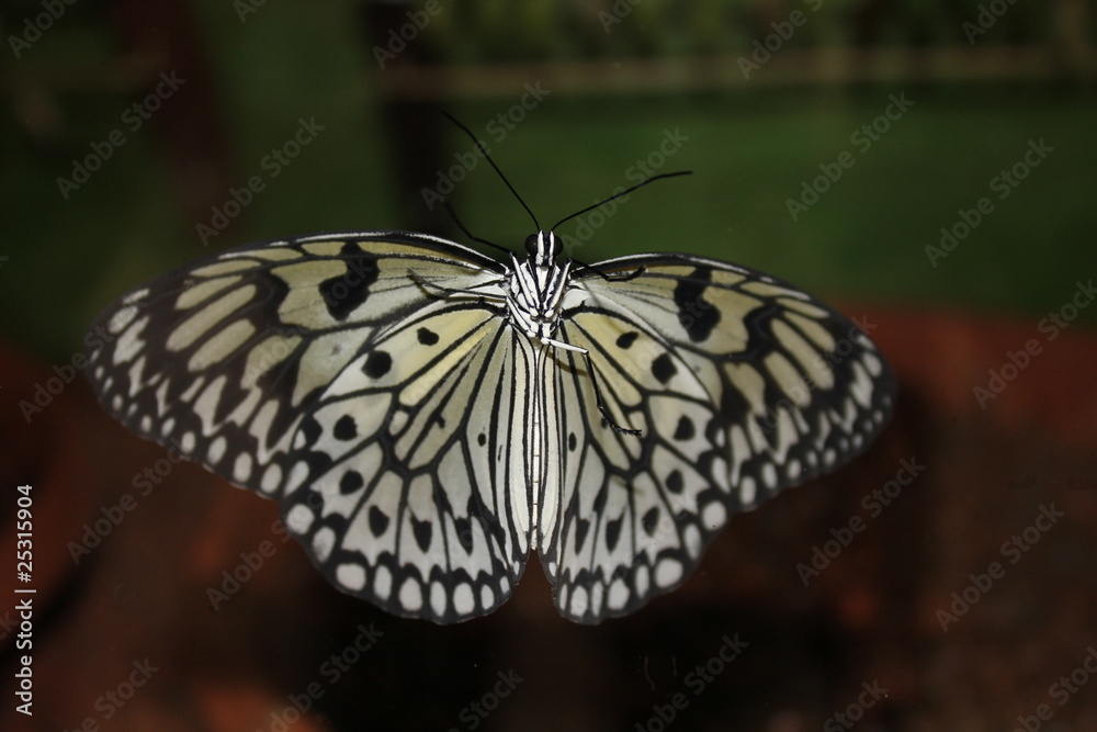 Obraz premium Papillon - Demi deuil