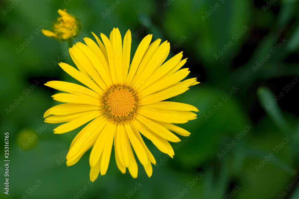 Doronicum grandiflorum Doronicum grandiflorum