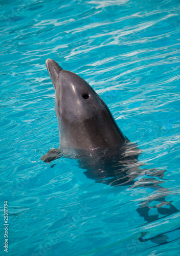 dolphin swimming in water