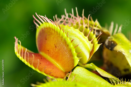 Tableau sur toile Dionaea muscipula , Venusfliegenfalle.fleischfressende Pflanze
