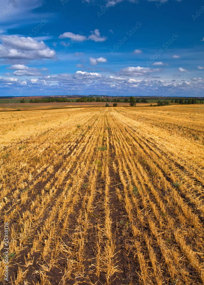 Fototapeta premium harvest