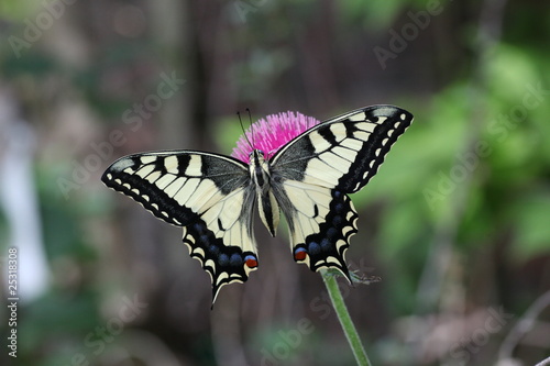 European Swallowtail Butterfly