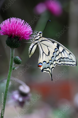 European Swallowtail underside photo