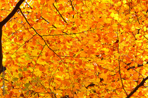 Autumn foliage background