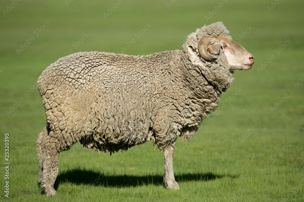 Obraz premium Merino sheep