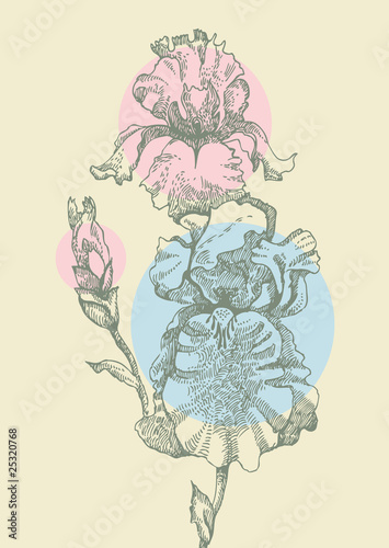 Floral background with iris