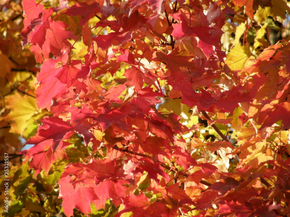 Fototapeta premium Autumnal maple leaves in different colors (background)